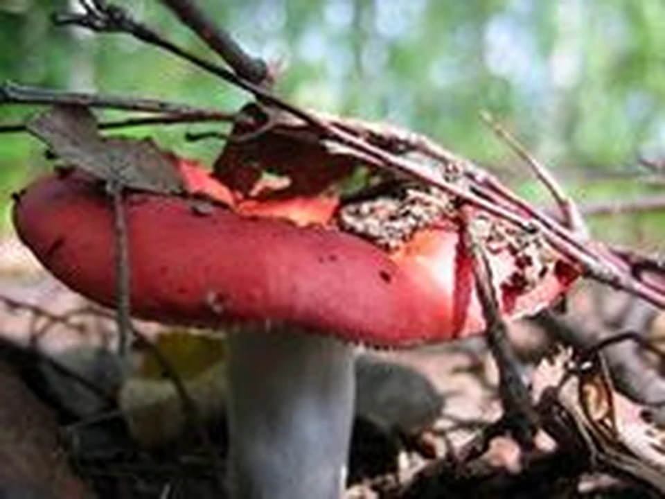 Красная сыроежка гриб. Сыроежка синявка. Олень ест сыроежки. Сыроежки несъедобные. Красный мухомор сыроежка.