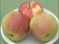 Какие сорта яблонь и груш дадут плоды в Челябинске
