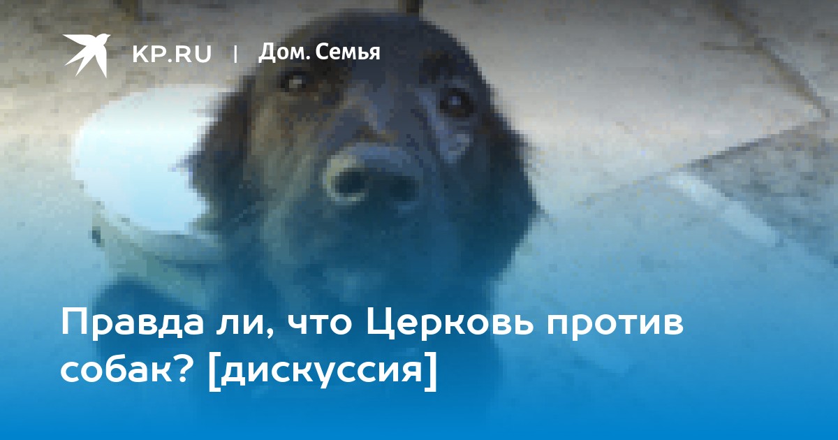 Собаки и кошки в православном доме | Сайт Свято-Тихоновского храма