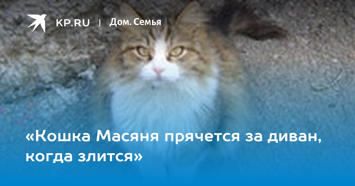 Кот прячется под диван