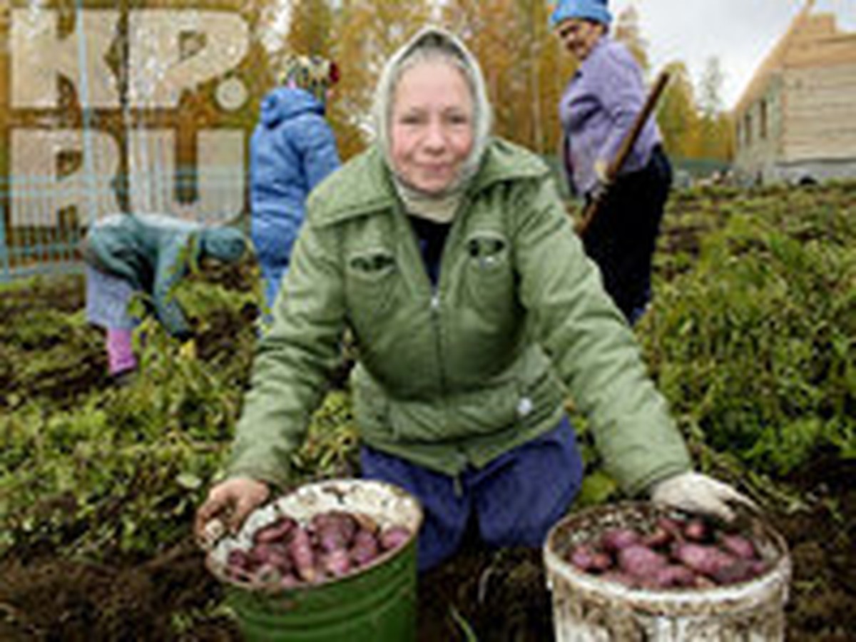 Какие сорта картофеля лучше всего всходят в Мурманской области - KP.RU