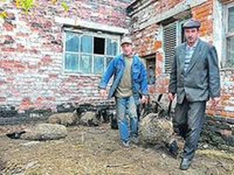 Чупакабра снова вернулась на ферму, где уже уничтожила 33 овцы