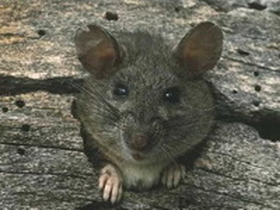 Забеги мышей. Крысы вредители. Neotyma фото. Hoarse.Whisper Сыктывкар мышь. Как найти мышь в квартире.