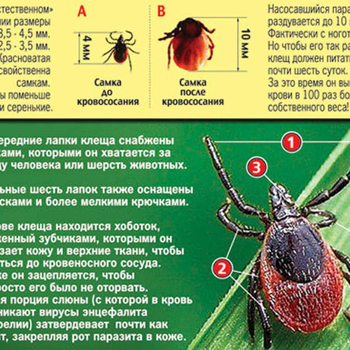 В Ростовской области клещи стали вдвое активнее, чем год назад - KP.RU