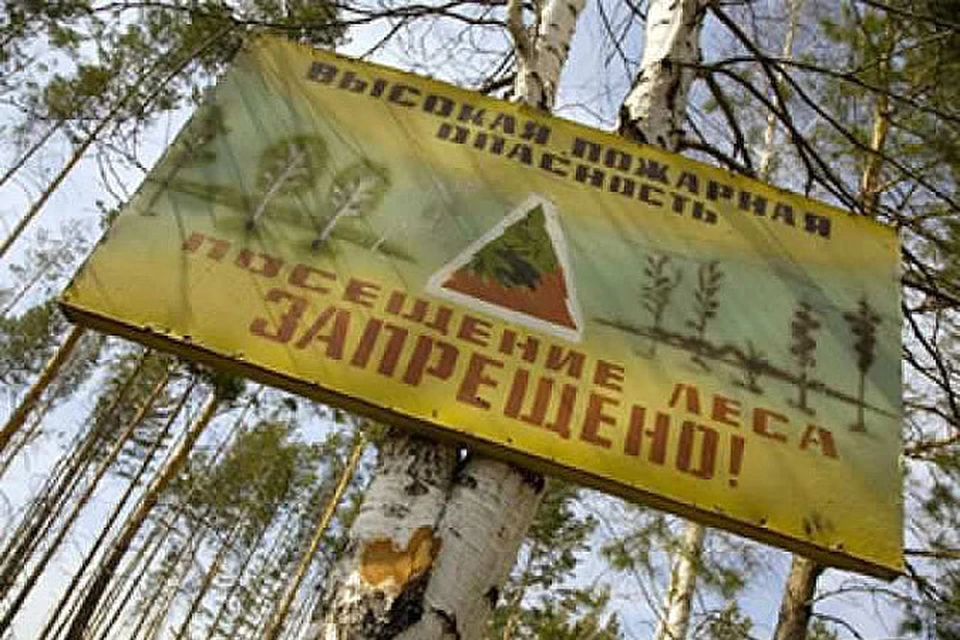 Лесные прогулки в области на три недели под запретом.