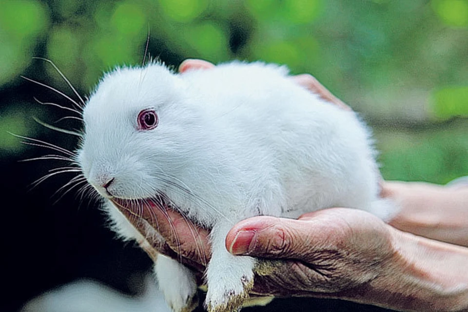 В мае 2011 года рядом с Фукусимой родился кролик без ушей.