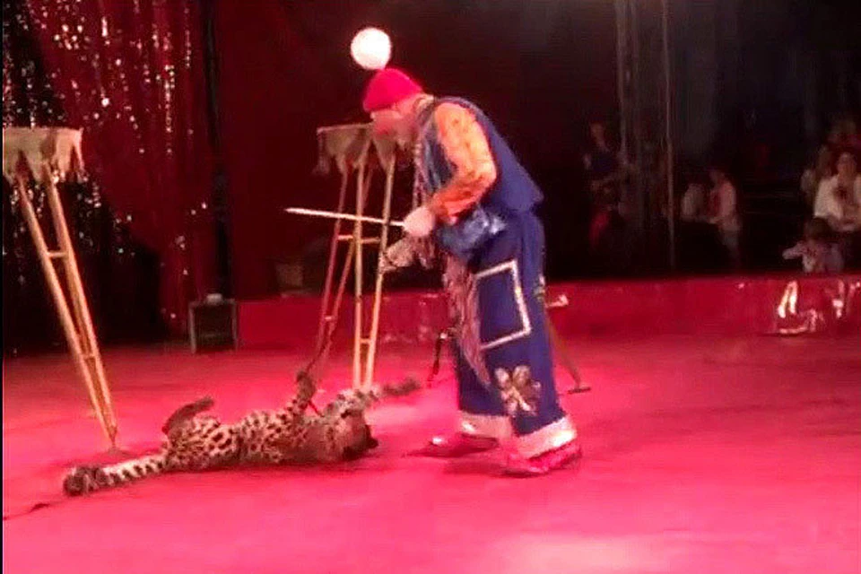 Леопард в цирке. В цирке леопард напало на девочку в Тольятти. Если цирк закончился.