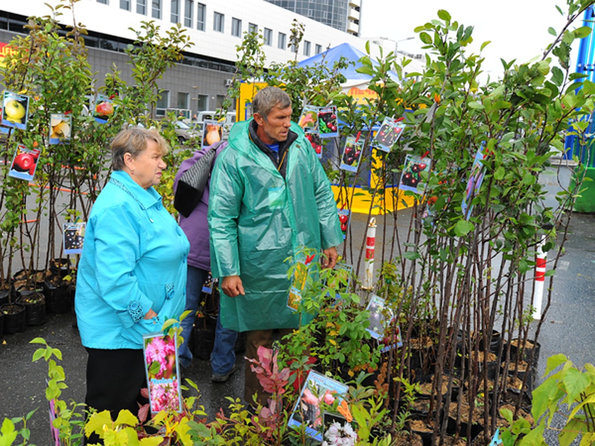 На ярмарке «Осенний сад и огород» в Перми можно купить саженцы, мед,  лечебные носки из крапивы. А еще кролика - KP.RU