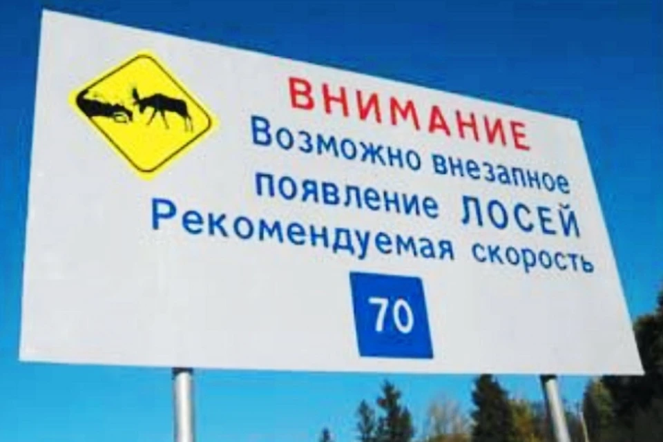 Такие знаки, предупреждающие о появлении лосей, устанавливают вдоль дорог