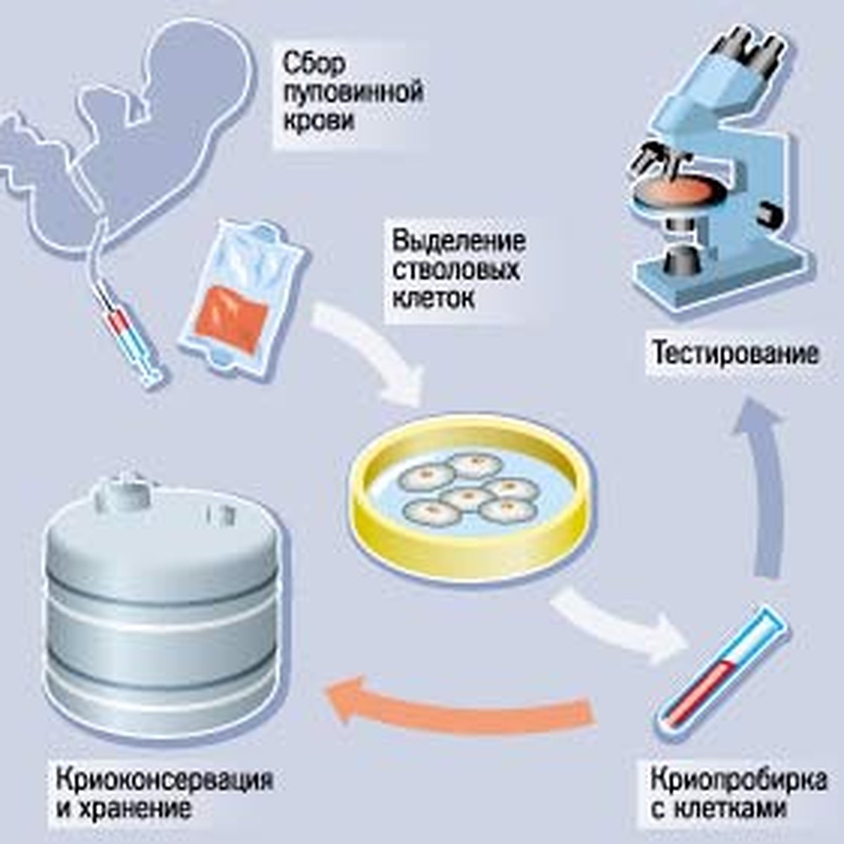 Стволовые клетки - лекарство от старости? - KP.RU