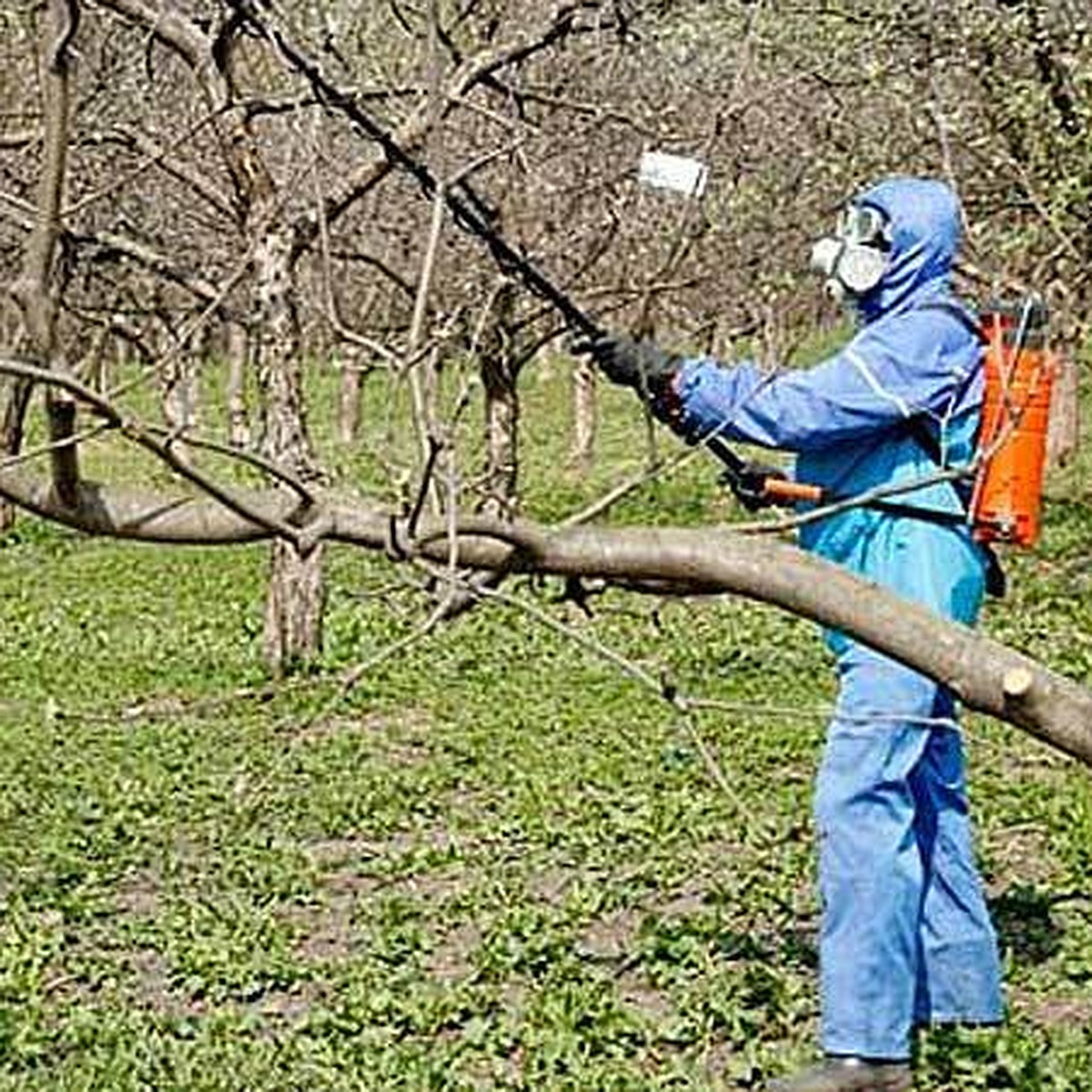 Чем заняться садоводу на участке в конце февраля - начале марта - KP.RU