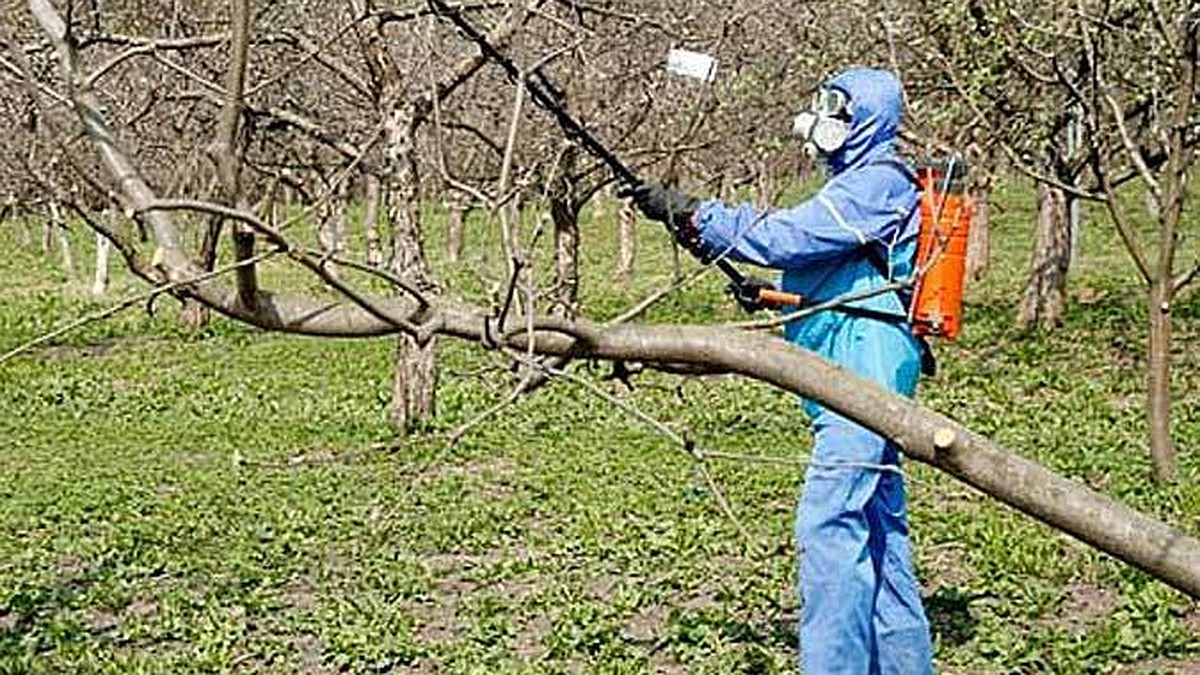 Чем заняться садоводу на участке в конце февраля - начале марта - KP.RU