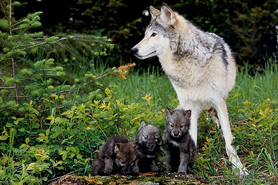 Согласно европейским нормам, охота на волков запрещена до 15 июля, пока хищники выкармливают щенков