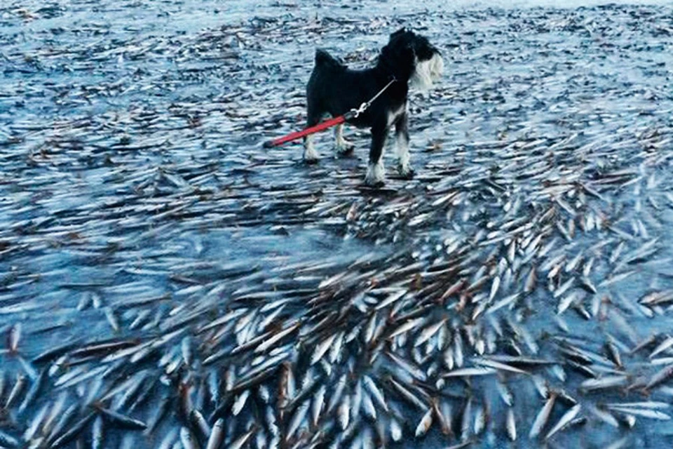 Норвежец сфотографировал на мобильный телефон зрелище, которое в  Интернете окрестили «рыбным апокалипсисом»