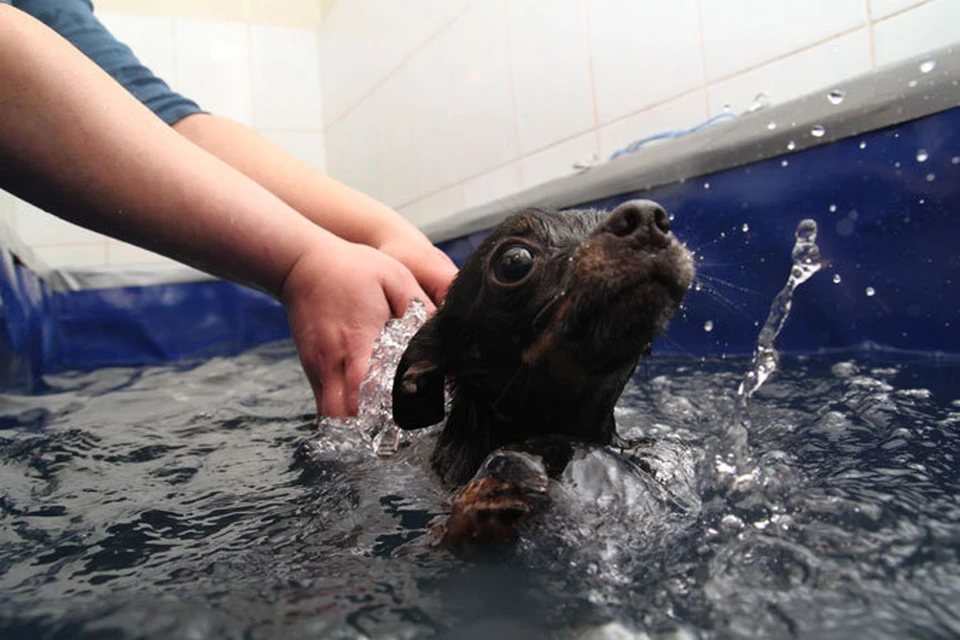 Плавание для собак – это профилактика лишнего веса и помощь в реабилитации после травм.