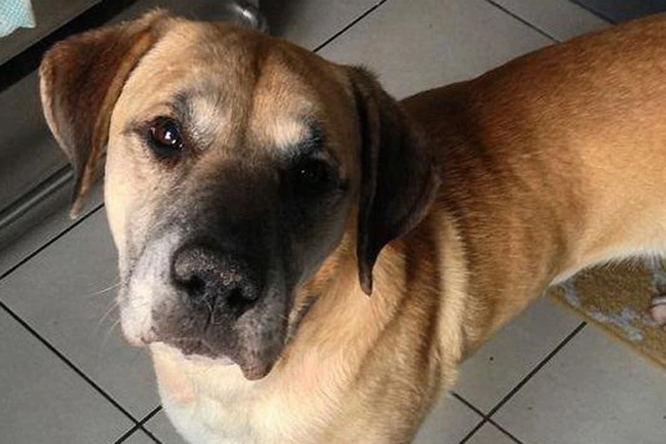 Шестилетний пес по кличке Поркчоп попал в один из приютов для животных в Чикаго