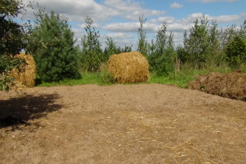 Чтобы получить рекордные урожаи, семья Мишурных устилает свой огород соломой.