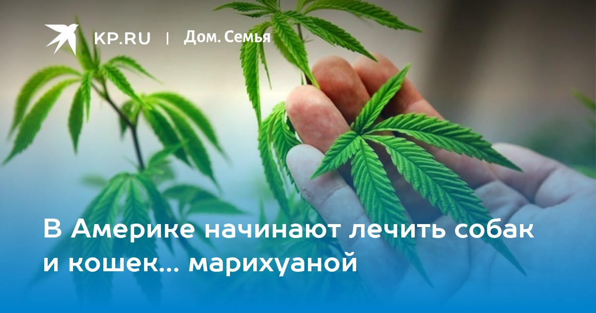 Марихуана для кошки фото курить марихуану
