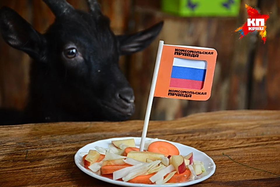 Черный козлик Святогор к российскому блюду даже не прикоснулся.