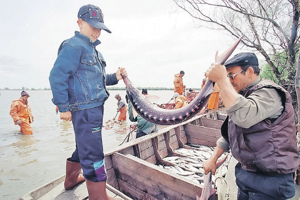 Еще 15 лет назад браконьеры ловили осетровых тоннами. А теперь царь-рыба в сетях редкий гость.