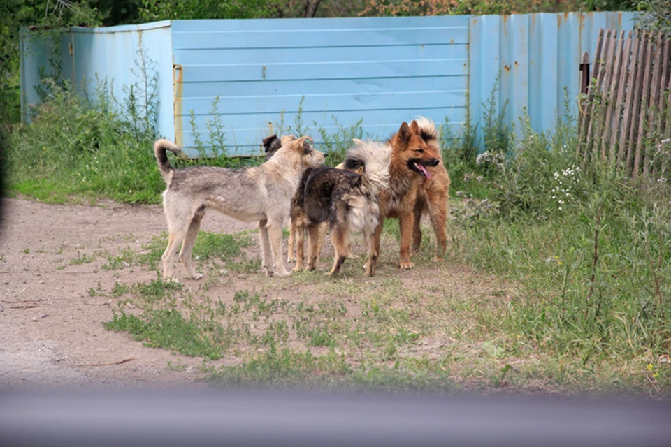 Стаи бездомных собак держат в страхе целый поселок в Магнитогорске