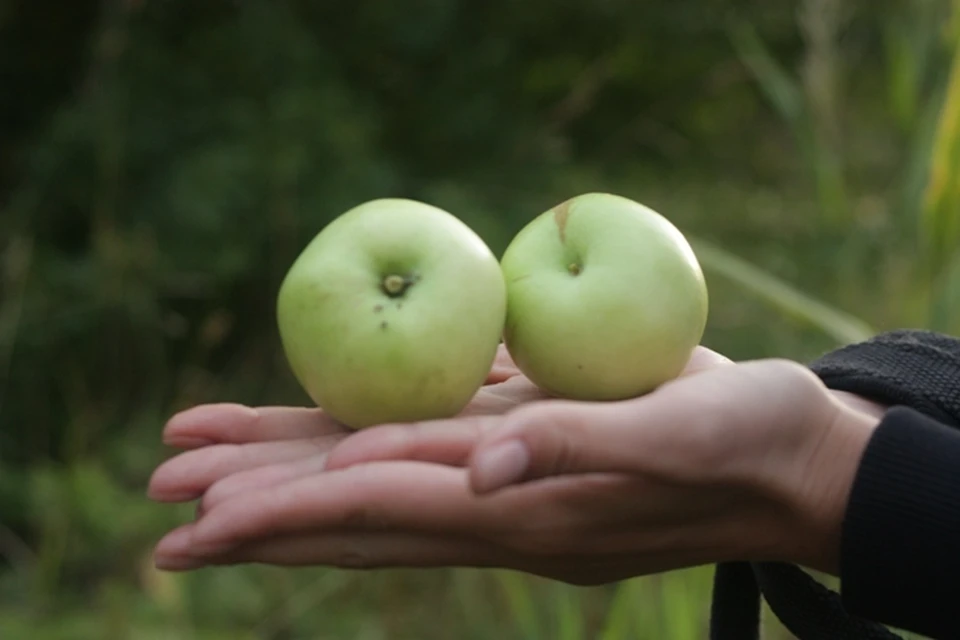 О Лесные яблочки вкусные. Ммм вкусное яблоко. Почему яблоки вкусные прикол. Ричи как плод.