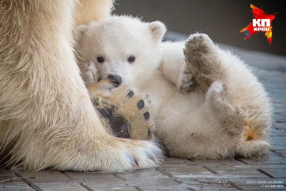 Любимице Новосибирского зоопарка белой медведице Шилке исполнился год.