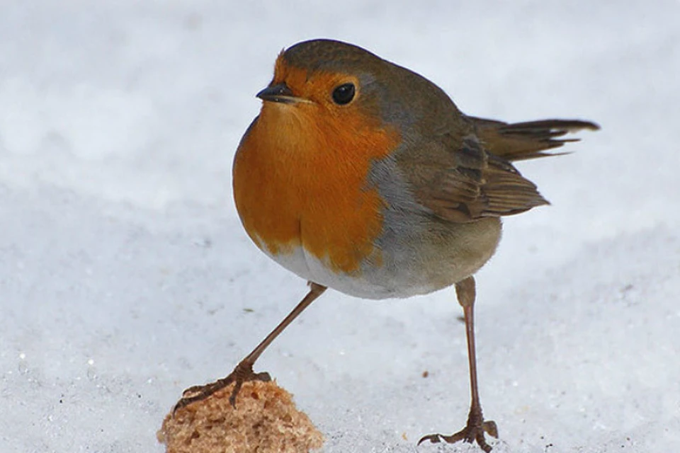 Птичка с оранжевой грудкой похожа на воробья