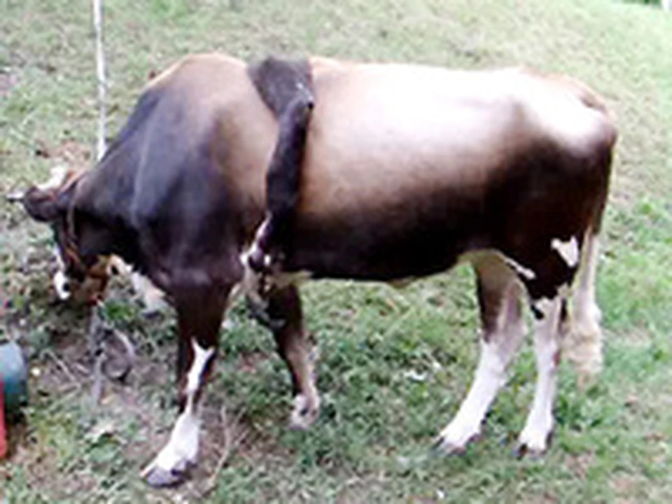 Жизнь пятиногого теленка: благодаря заботе фермеров невероятное чудо случилось