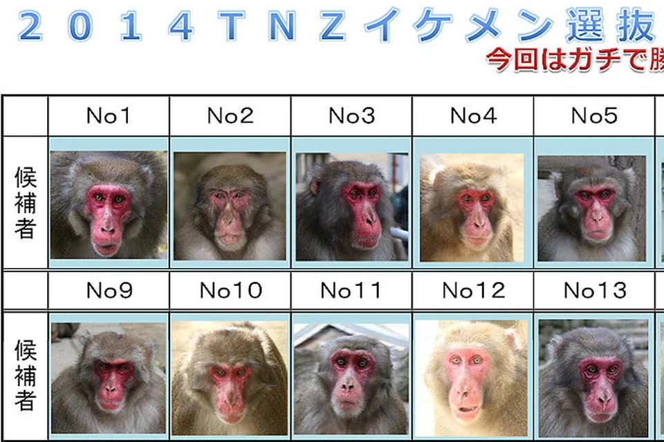 В Японии провели конкурс «Самая красивая обезьяна»