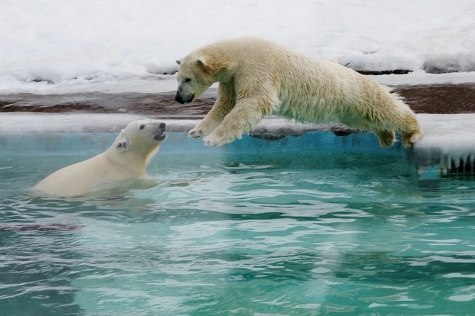 Изменения в зоопарке Удмуртии: белого медвежонка забрали в Шотландию, а пингвинов привезут в Ижевск