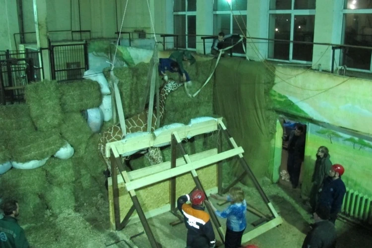 Упал и не смог встать: в Калининградском зоопарке умер жираф