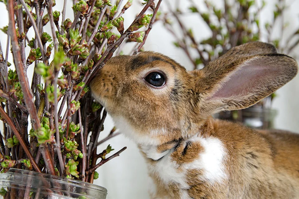 Кролики - это не только ценный мех, но и кусочек живой природы в вашем доме.