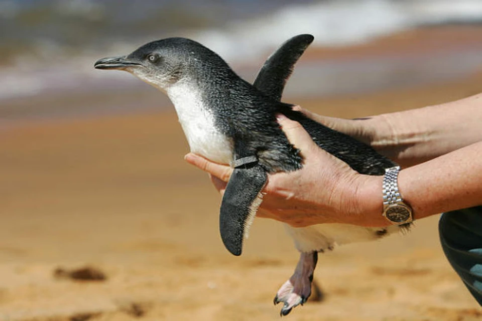 Сбежавший из зоопарка Тбилиси пингвин доплыл до Азербайджана