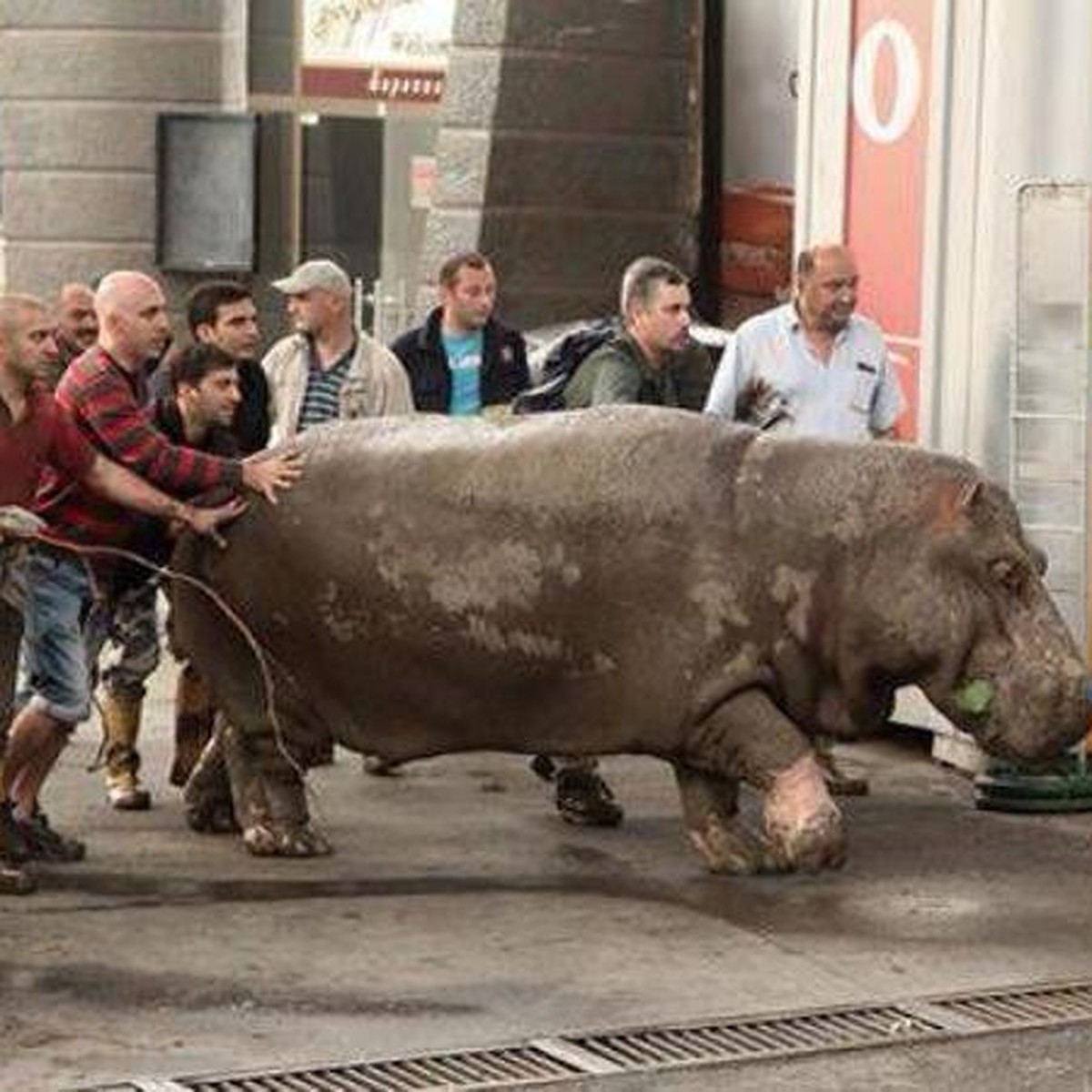 Кубанские зоопарки готовы помочь коллегам из Тбилиси животными, кормами и  медикаментами - KP.RU