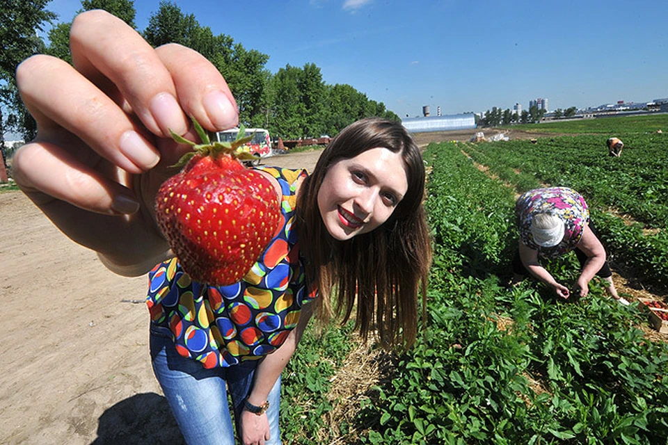 Десятую часть урожая подмосковные  сборщики ягод могут забирать с собой