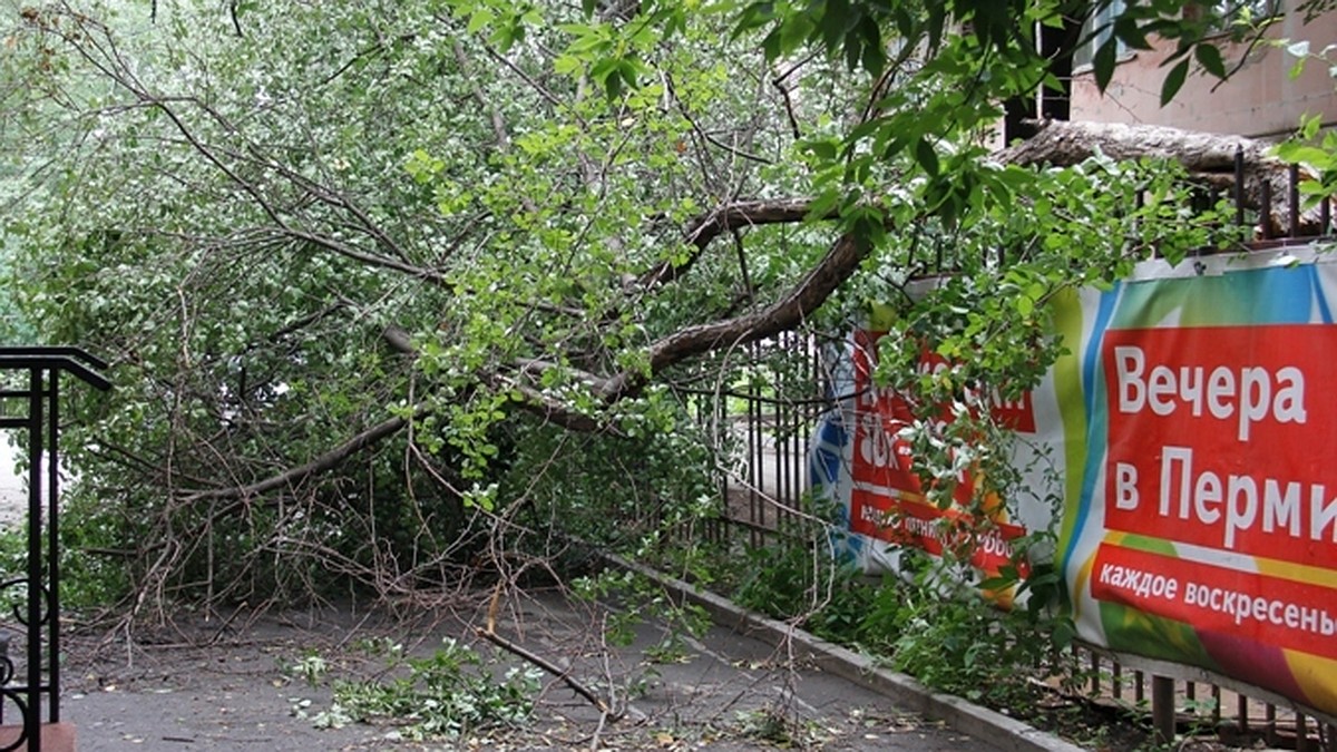 Сотни поваленных деревьев, перевернутые остановки, сорванные с домов крыши,  тысячи людей без света - KP.RU