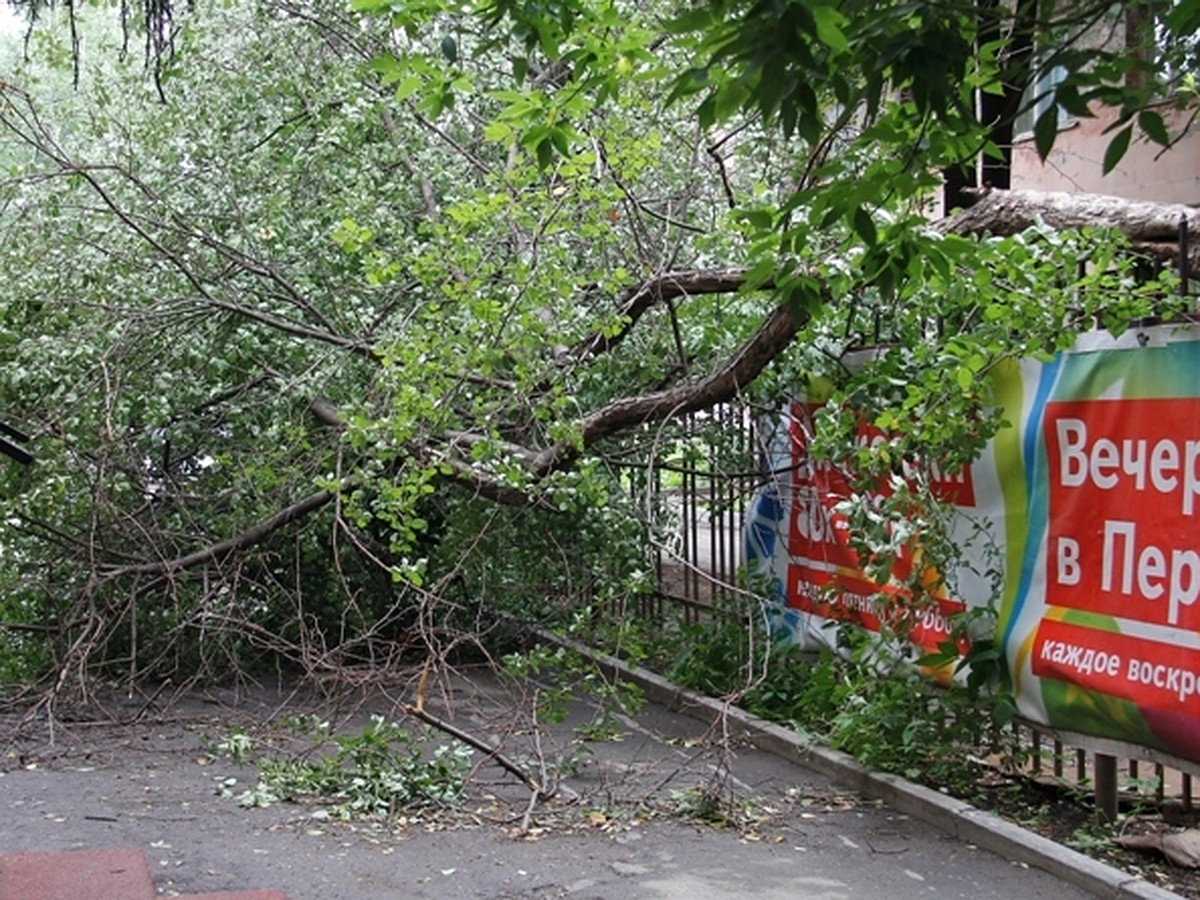 Сотни поваленных деревьев, перевернутые остановки, сорванные с домов крыши,  тысячи людей без света - KP.RU