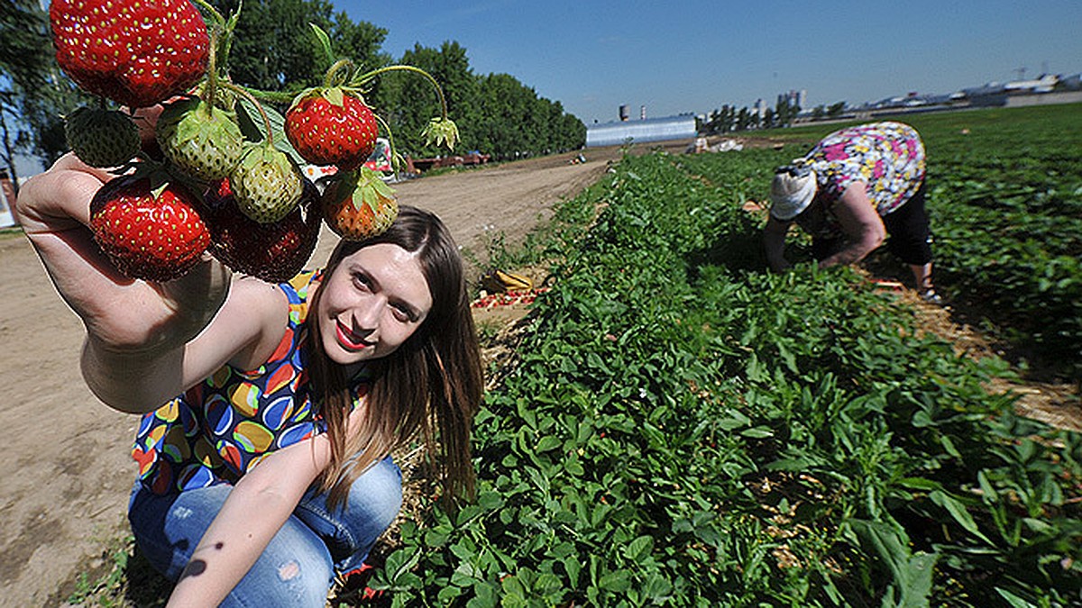 Где в Москве купить клубнику из совхоза им. Ленина - KP.RU