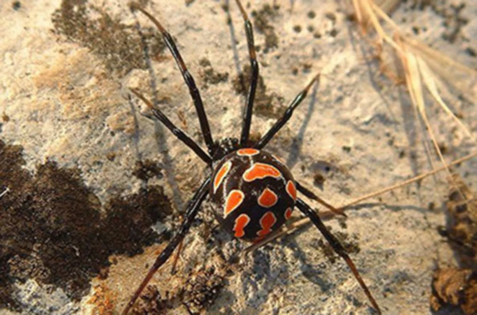 Ученые о пауках-каракуртах под Саратовом: «черных вдов» в области стало больше из-за жары Фото: wikimedia.org