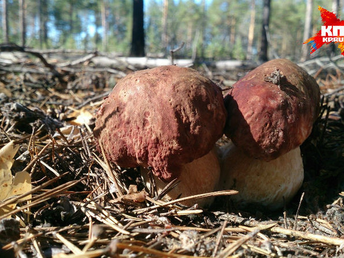 Леса Коми «производят» более 300 тысяч тонн грибов ежегодно - KP.RU