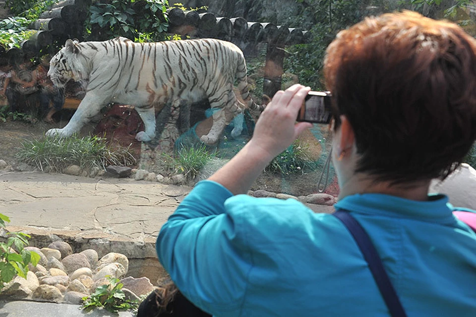 В столичном зоопарке устроили праздник в честь тигров.