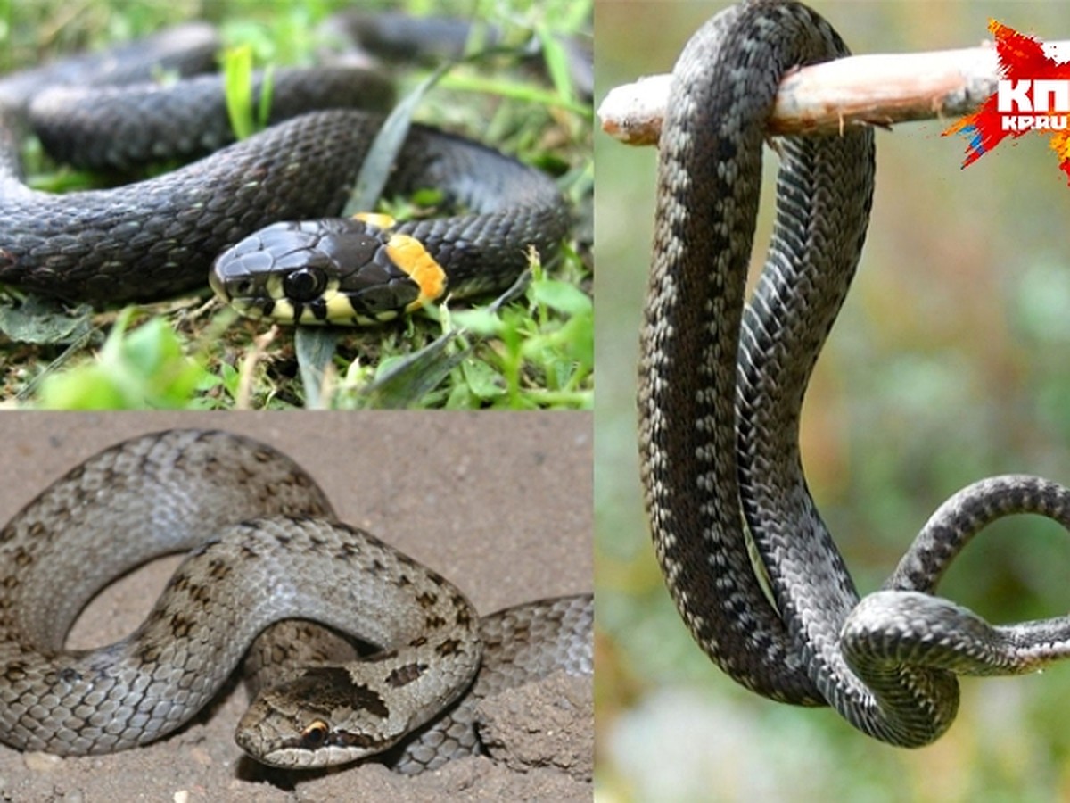 Как отличить змей