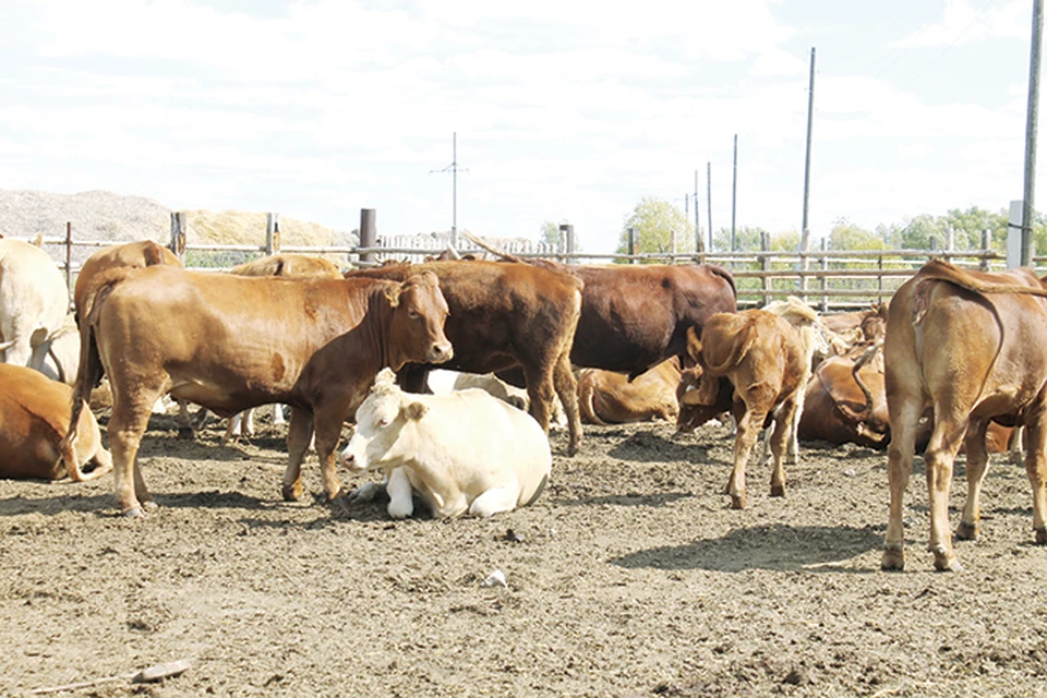 Сегодня в хозяйстве 750 голов скота: калмыцкая порода и австралийские мандалонги.