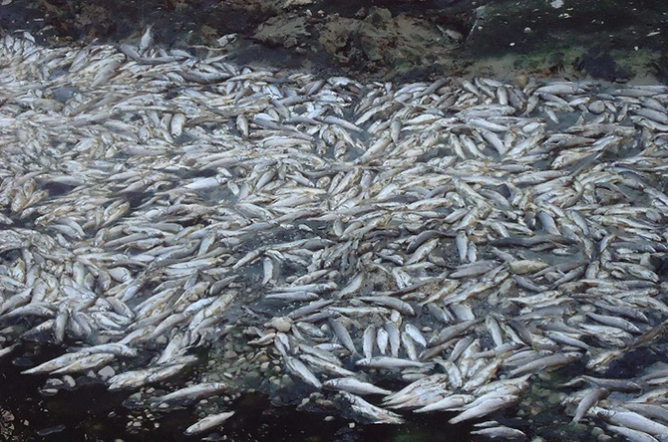 Вся рыба, которая обитала в реке Кума в Минераловодском районе — погибла