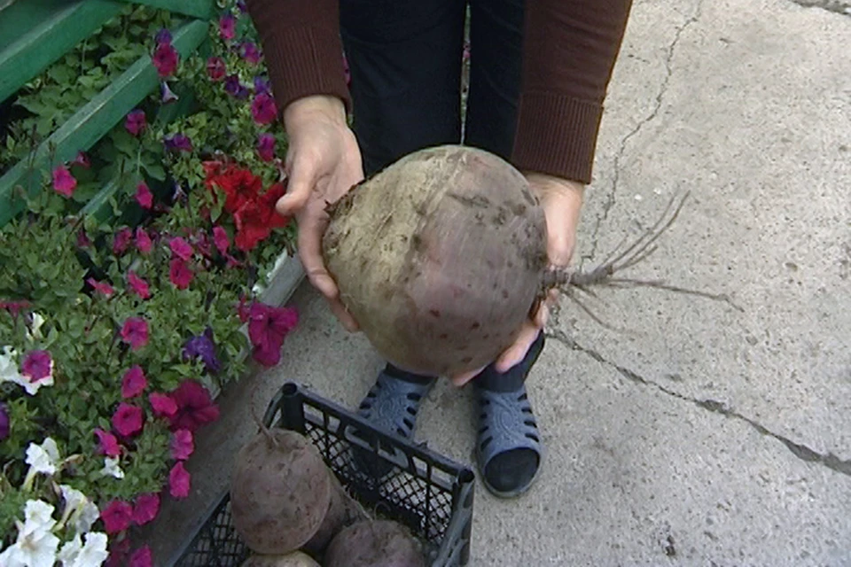 В Хакасии вырастили килограммовую картофелину и свеклу весом в 2,5 кило!