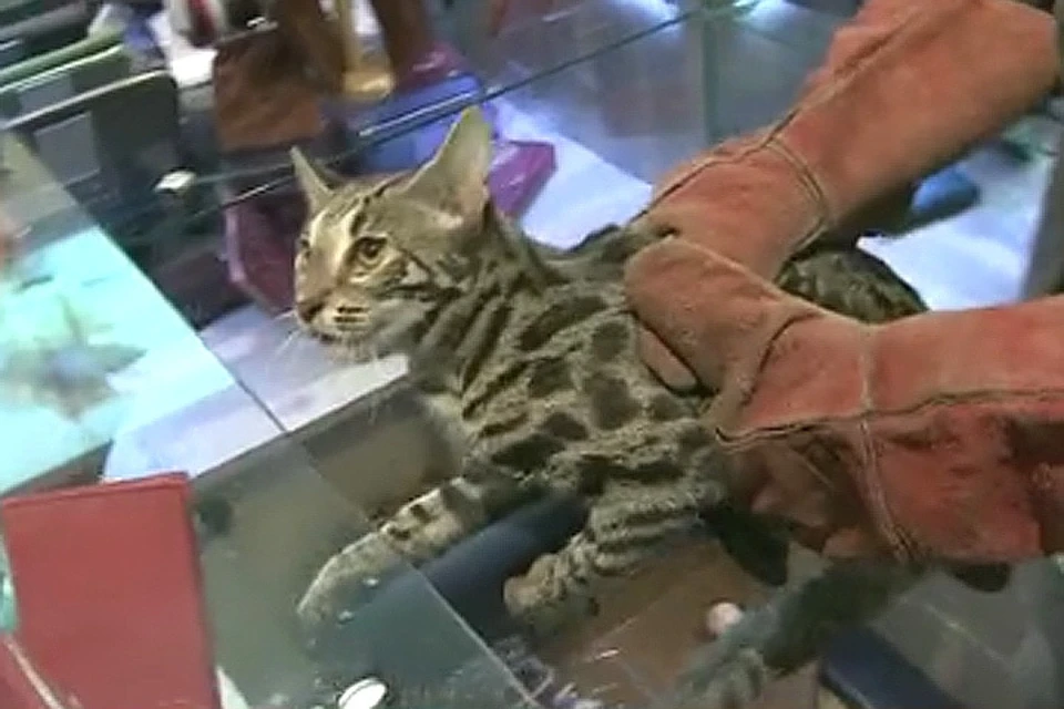 Котик устроил настоящий погром в бутике аэропорта. Фото: кадр видео, Первый канал