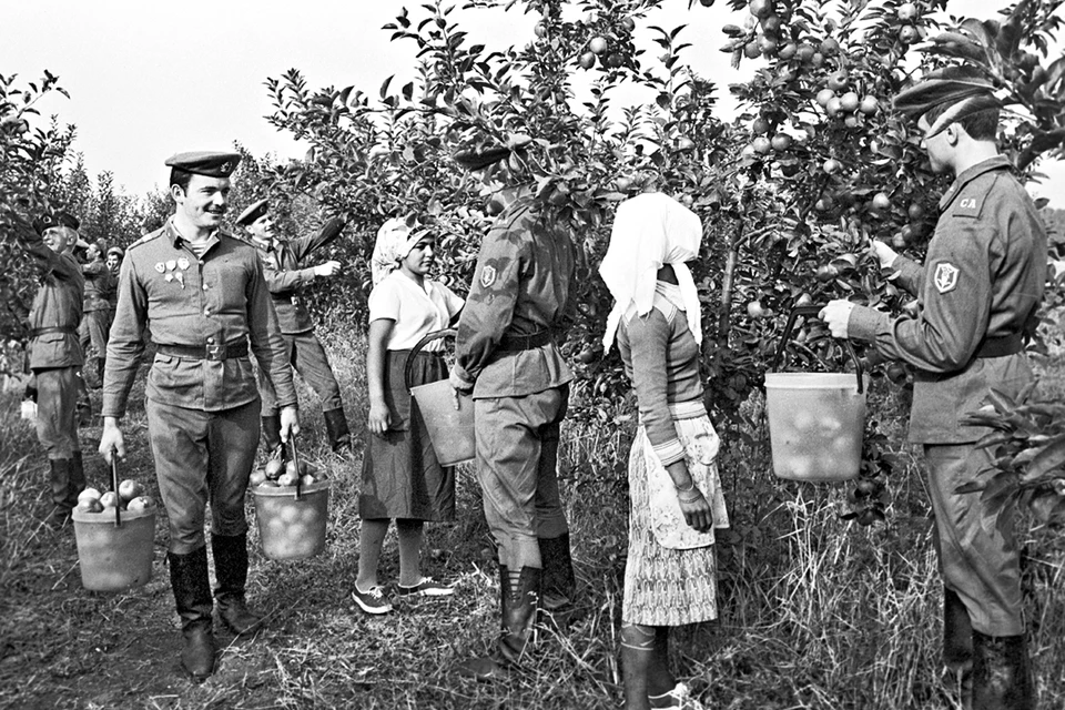 Не службой единой - на этом добром снимке 1983 года участники учений штабов, войск и сил флотов Объединенных сил государств - членов Варшавского Договора «Щит-82» помогают болгарским колхозницам собирать яблочный урожай.