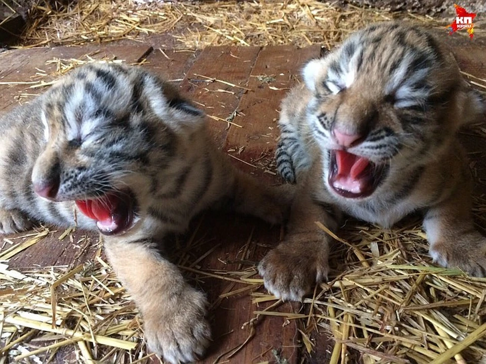 Родная мама отказалась от малышей, но их "усыновила" другая тигрица. Фото: предоставлено пресс-службой зоопарка