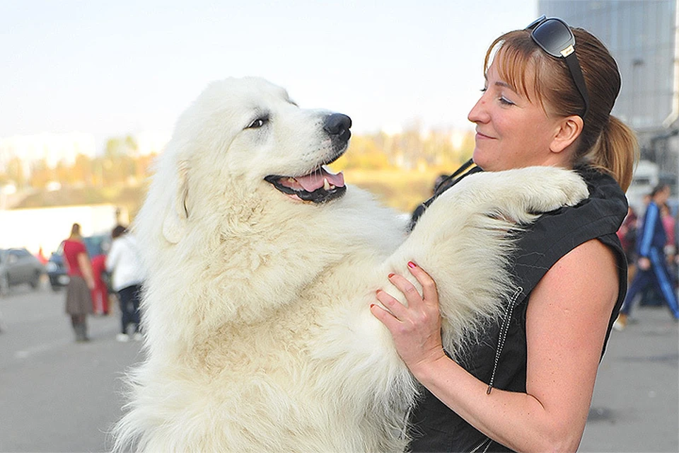 В рамках международной выставки World Dog Show 2016, которая пройдет с 23 по 26 июня в Москве, состоится чемпионат мира по танцам с собаками.
